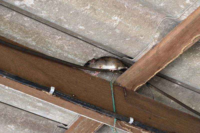 Garage and Basement Infestation