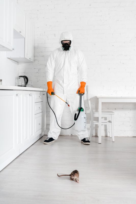 Inside Attic Rodent Activity