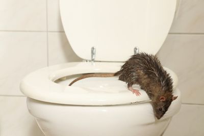Eliminates infestations quickly