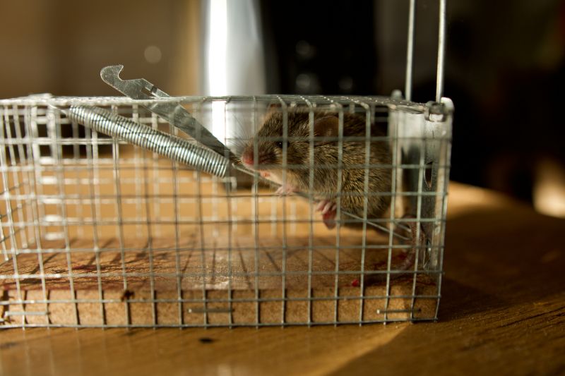 Rodent Removal