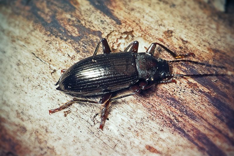 Chigger Extermination in Arlington, TX