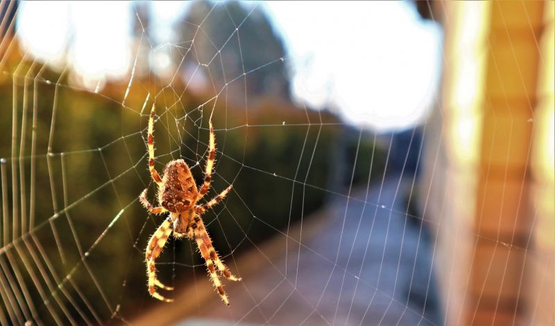 Common Spiders Extermination in Fort Worth, TX