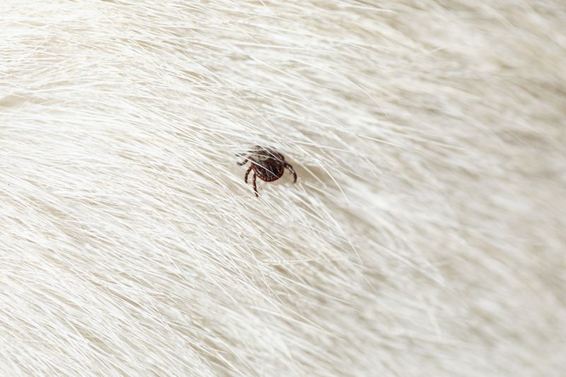 Flea and Tick Presence