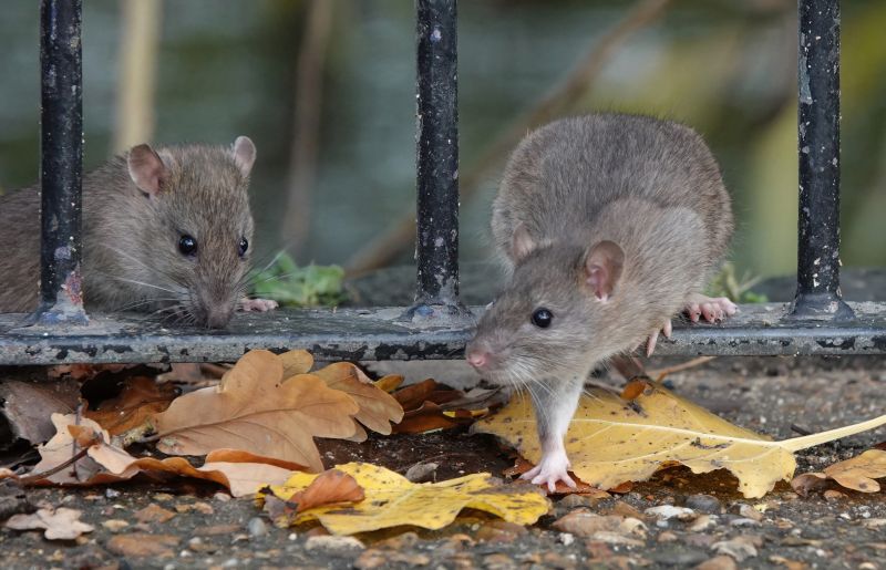 Health Risks Associated With Mice And Rats In Buildings