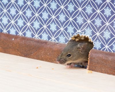 How Mice And Rodents Impact Commercial Buildings And Operations