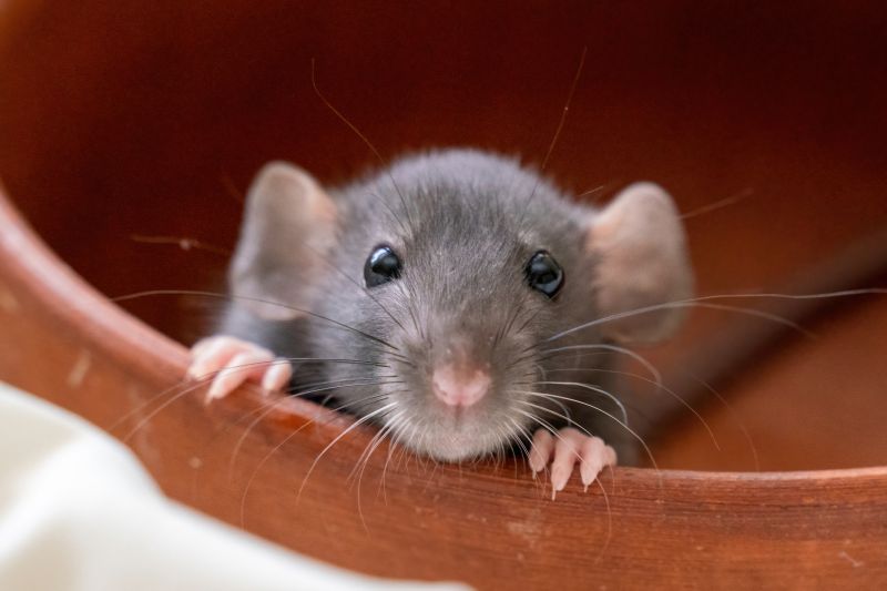 How Rodents Contaminate Food Storage Areas And Pantries