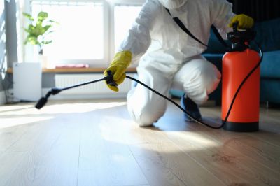 Mouse Spider Extermination in Katy, TX