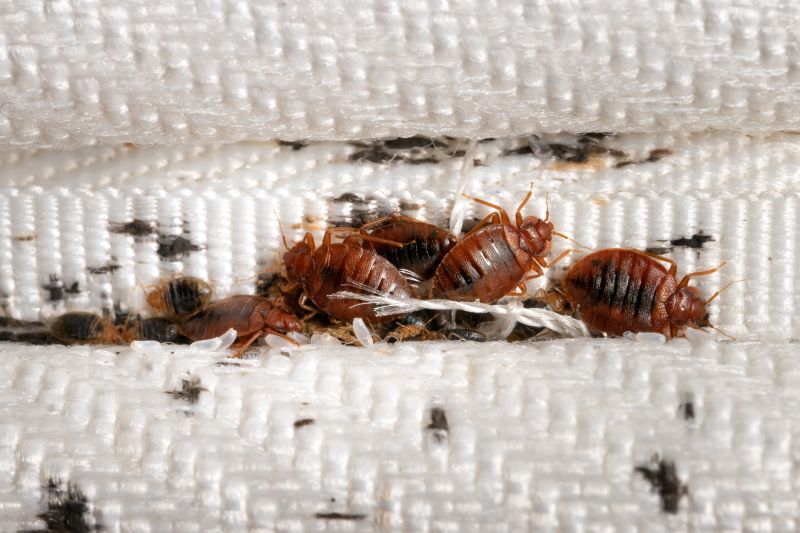 Bed Bug Infestation